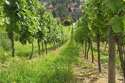 Weinberg Weinberg