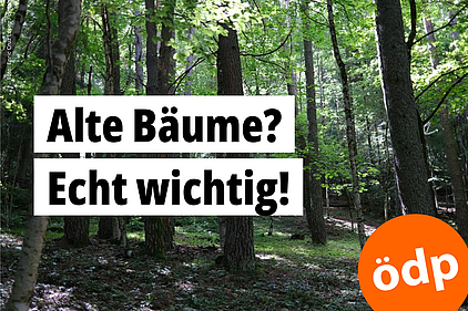 Mischwald mit alten Baumbestand