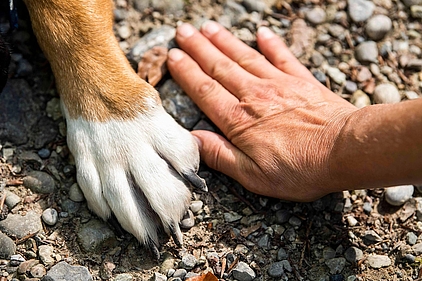 Pfote und Hand Pflote und Hand