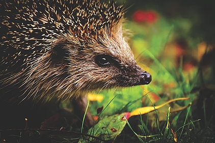 Igel Igel