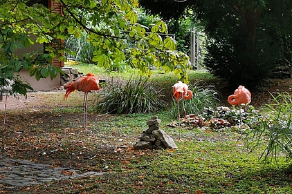 Flamingos im Mainzer Stadtpark Flamingos im Mainzer Stadtpark
