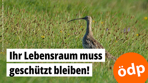 Eine Bekassine auf einer Wiese.