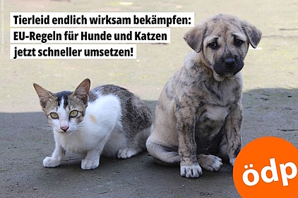 Katzen und Hunde Katzen und Hunde