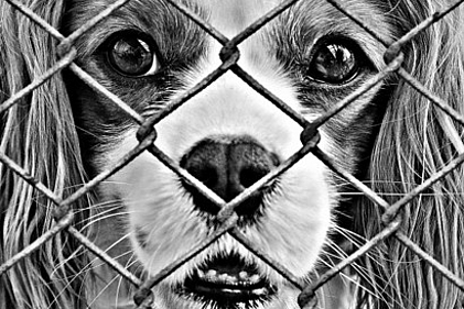 Hund Hund