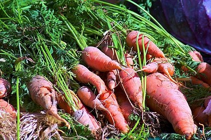 Ökologische Landwirtschaft