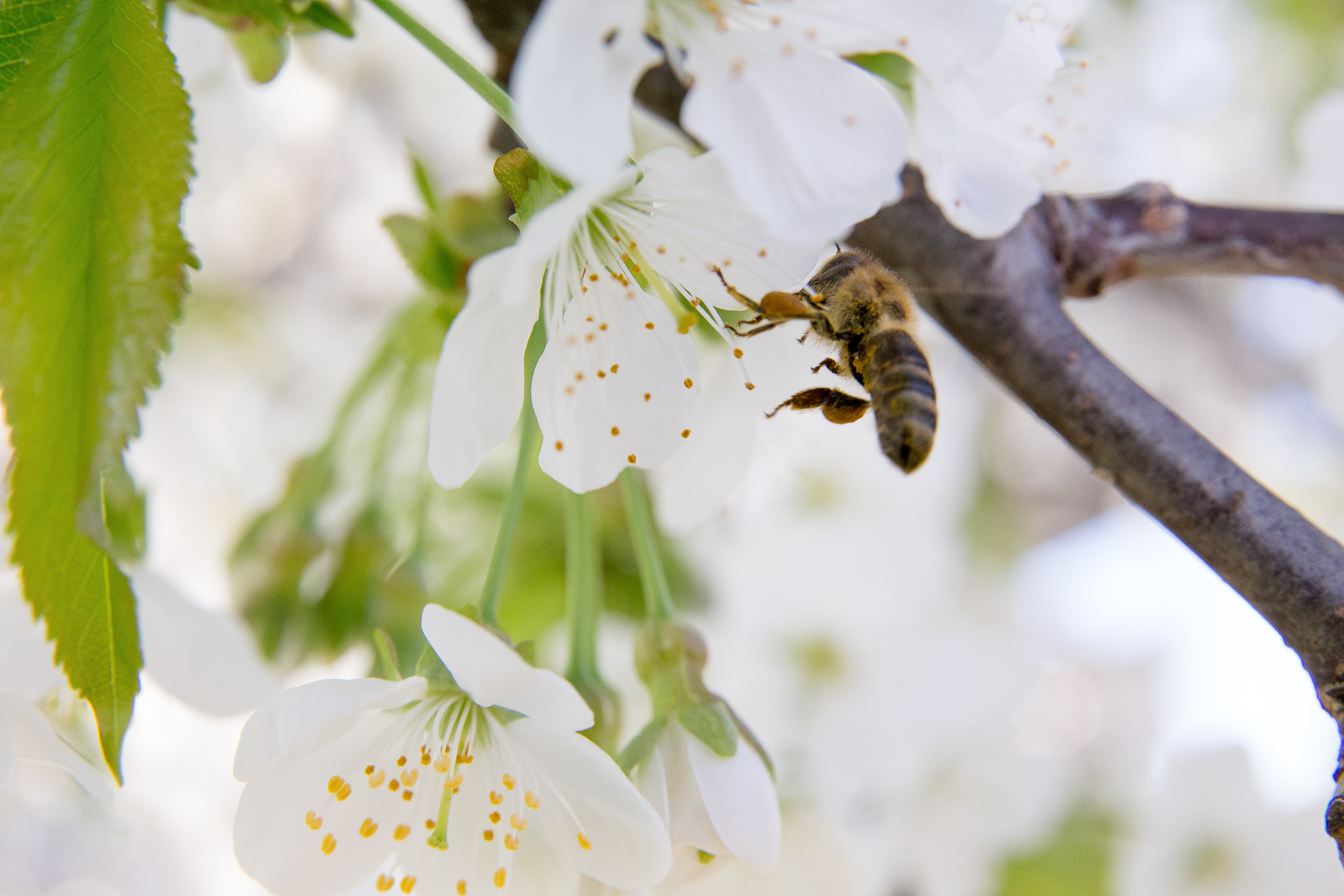Bienen und Blüten